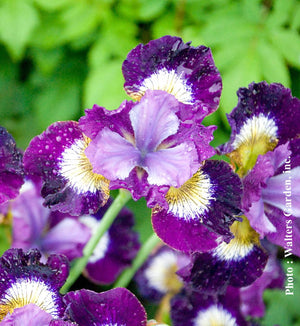 Iris sibirica 'Contrast in Style'