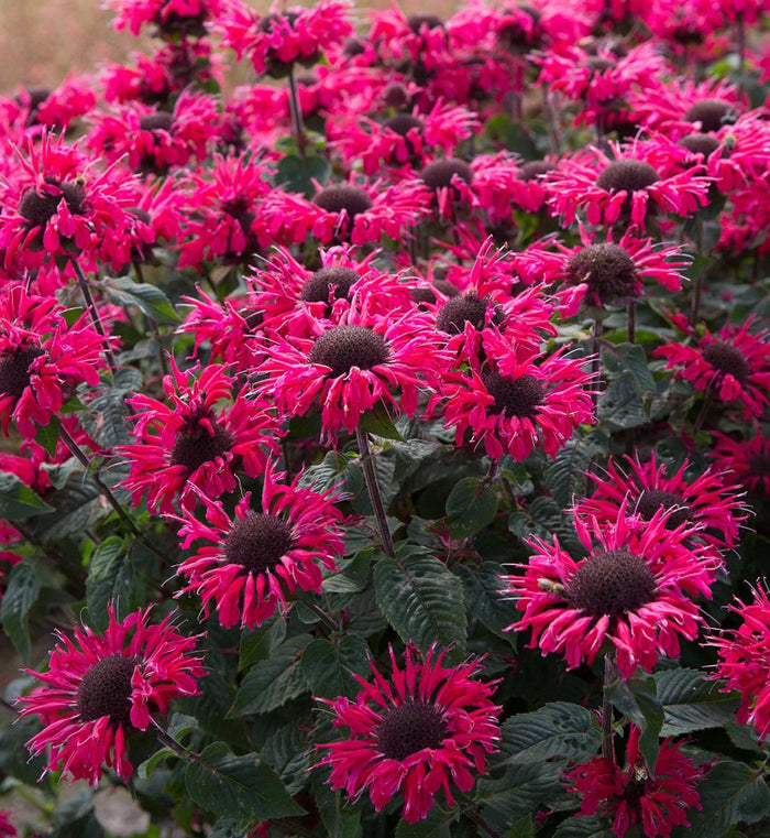 Monarda 'Bee You™ 'Bee Happy'