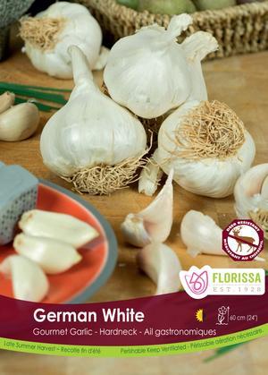 Garlic 'German White'