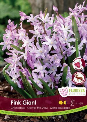 Chionodoxa 'Pink Giant'