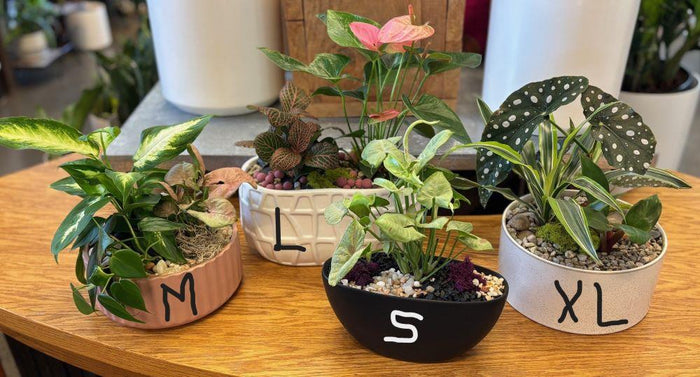 Plant Arrangement - "Tropical Bliss"