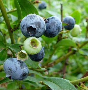Blueberry 'Northcountry' - Organic