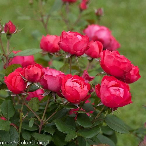 Rosa x 'Oso Easy® Double Red'