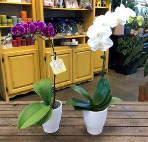 Phalaenopsis Orchid in 3.5" Pot