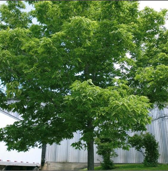 Celtis occidentalis