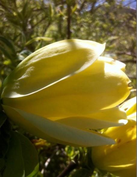 Magnolia 'Butterflies'