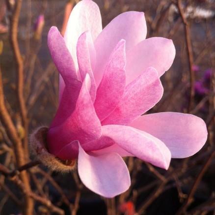 Magnolia Leonard Messel | Beyond the House