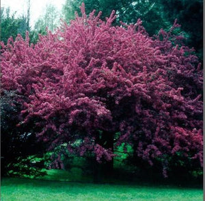 Malus 'Royal Beauty'