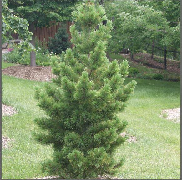 Pinus cembra 'Glauca'