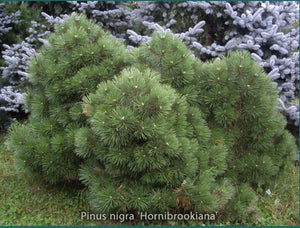 Pinus nigra 'Hornibrookiana'
