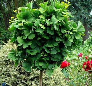 Ginkgo 'Globosa' Tree Form