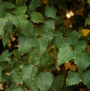 Betula platyphylla 'Dakota Pinnacle®'