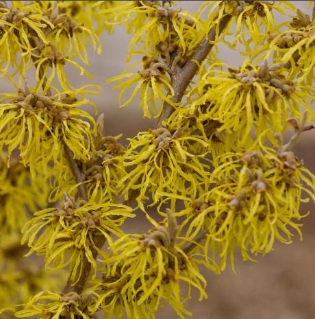 Hamamelis x intermedia 'Arnold Promise'