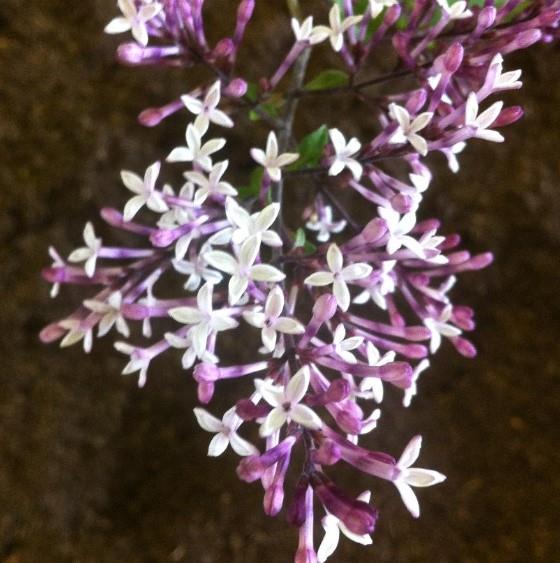 Syringa pubescens subsp. julianae 'Hers'