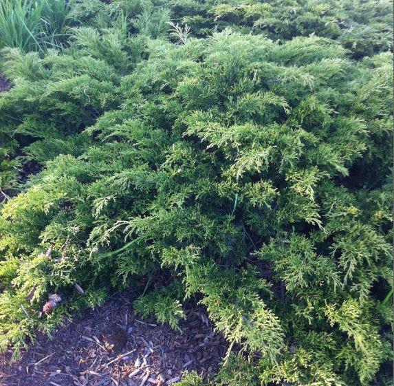 Juniperus 'Calgary Carpet'