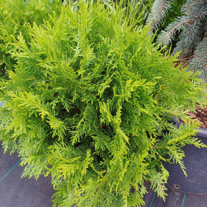 Thuja occidentalis 'Little Champion'