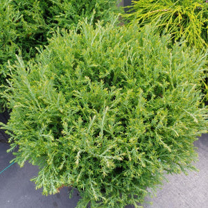 Thuja occidentalis 'Mr. Bowling Ball'