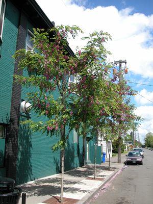 Robinia pseudoacacia 'Purple Robe'