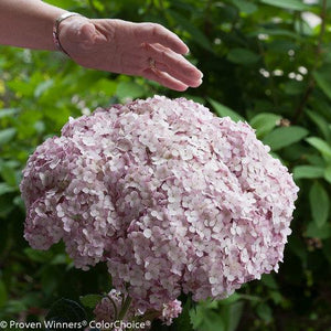 Hydrangea arborescens 'Incrediball® Blush'