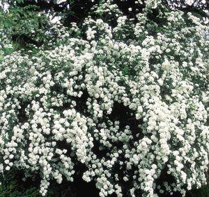 Spiraea 'Bridal Wreath'