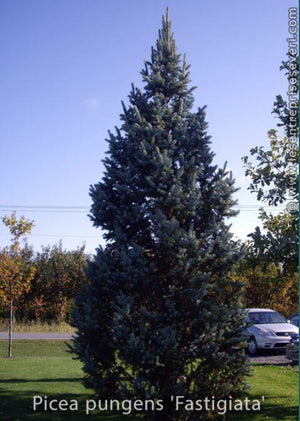 Picea pungens 'Fastigiata'