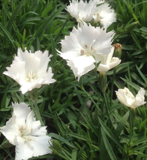 Dianthus Kahori® 'Annabelle'
