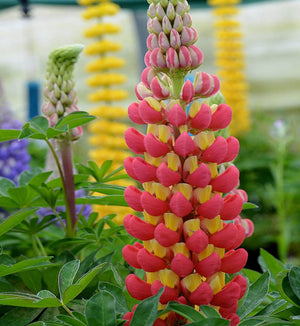 Lupinus Westcountry™ 'Tequila Flame'