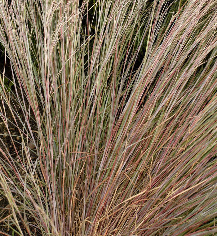 Schizachyrium 'Prairie Blues'