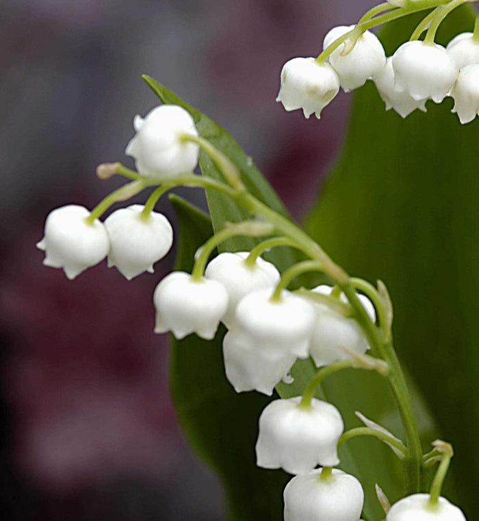 Convallaria majalis