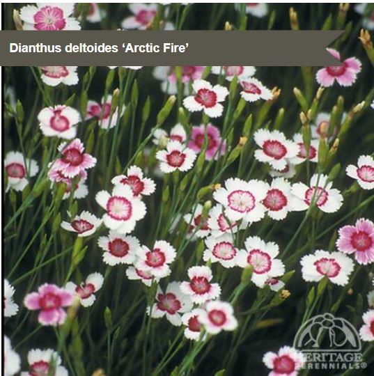 Dianthus 'Arctic Fire'