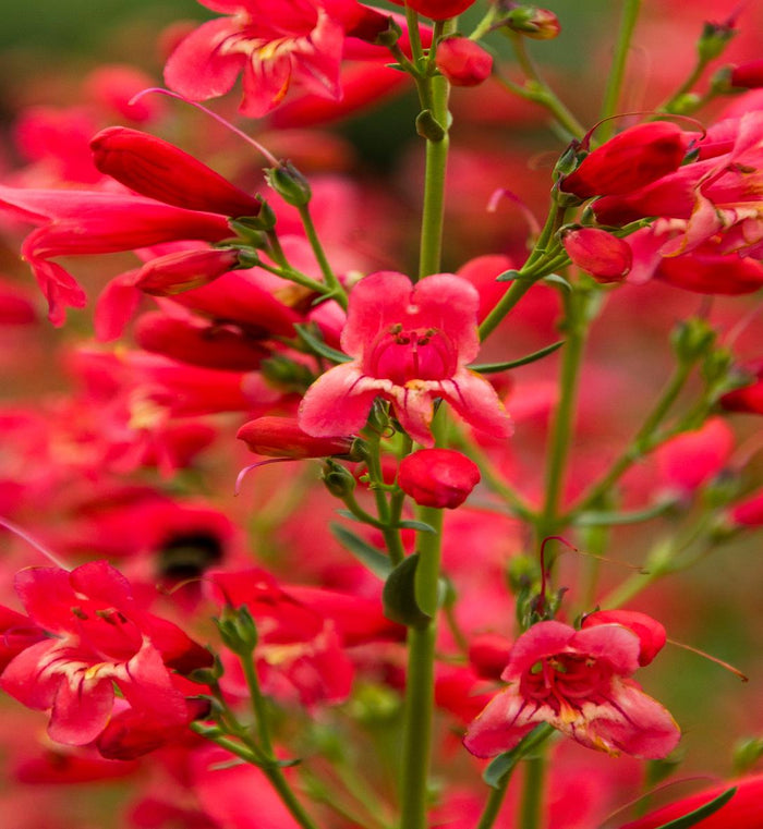 Penstemon 'Red Riding Hood'