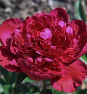 Paeonia lactiflora 'Inspecteur Lavergne'