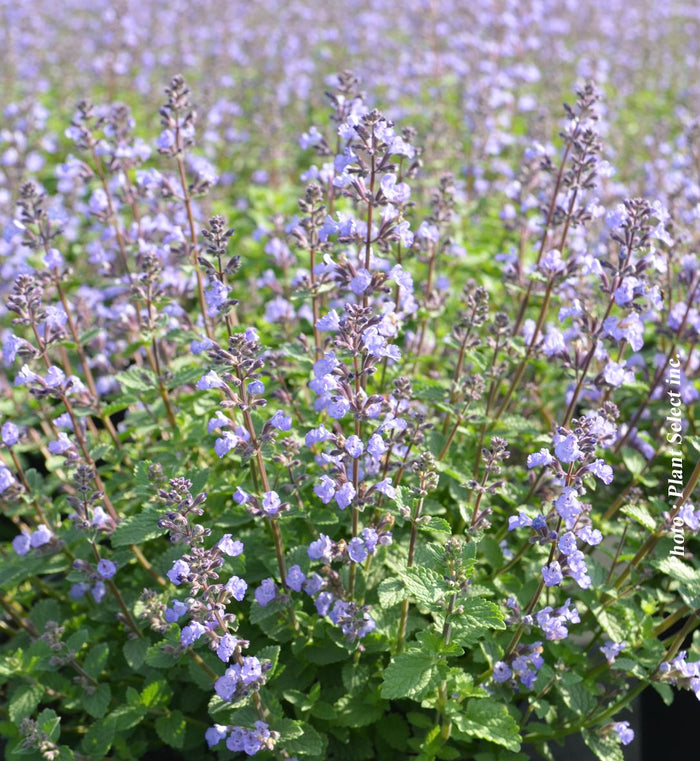 Nepeta 'Cat's Meow'