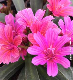 Lewisia 'Little Raspberry'