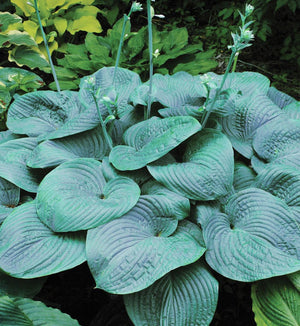 Hosta 'Humpback Whale'