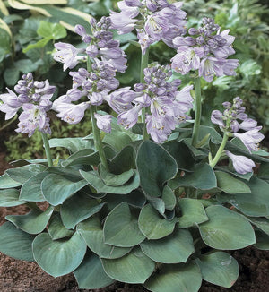 Hosta 'Blue Mouse Ears'
