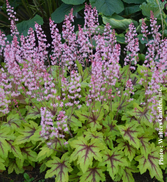 Heucherella Fun and Games® 'Eye Spy'