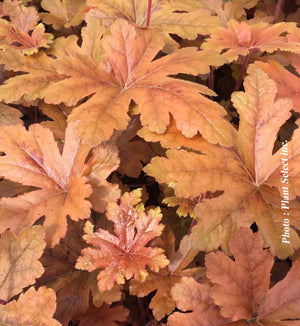 Heucherella Fun and Games® 'Hopscotch'