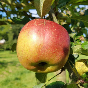 Apple 'Melrose'