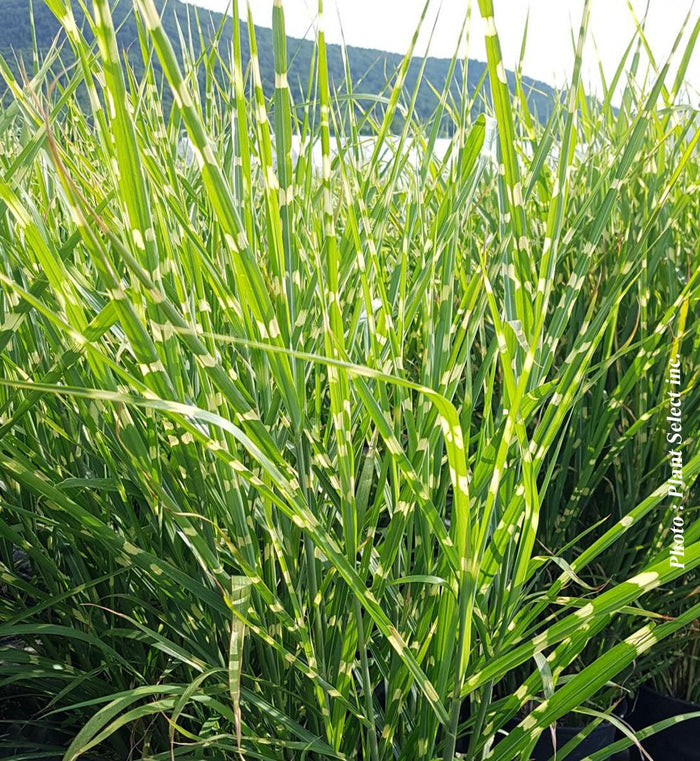 Miscanthus 'Strictus'