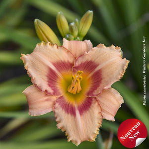 Hemerocallis 'Strawberry Candy'