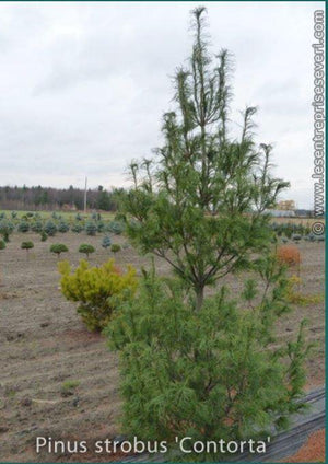 Pinus strobus 'Contorta'