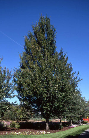 Acer rubrum 'Armstrong Gold'