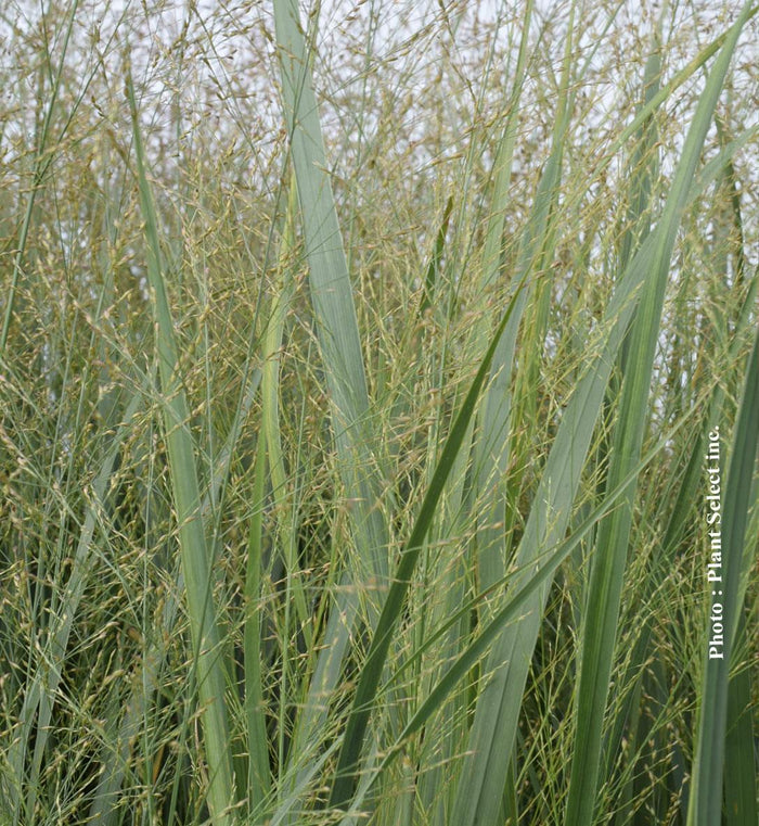 Panicum 'Northwind'