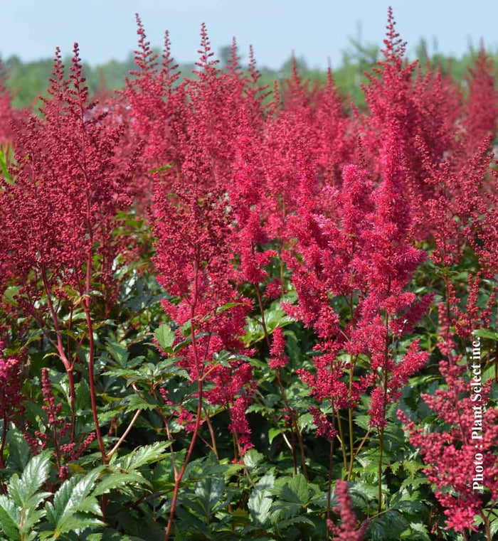 Astilbe 'Red Sentinel'