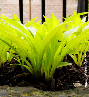 Hosta 'Munchkin Fire'