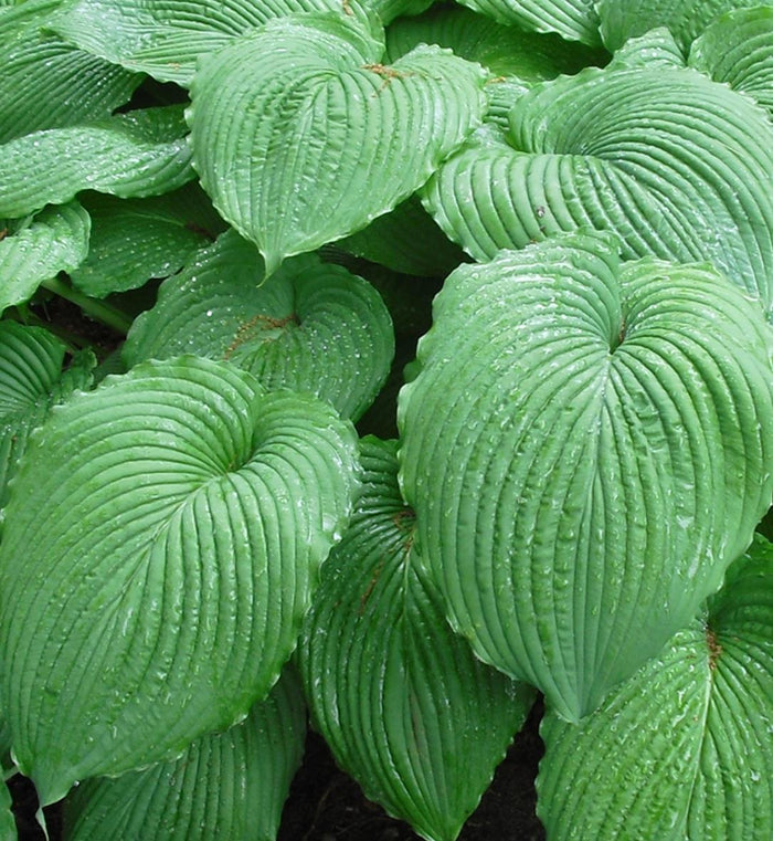 Hosta 'Niagara Falls'