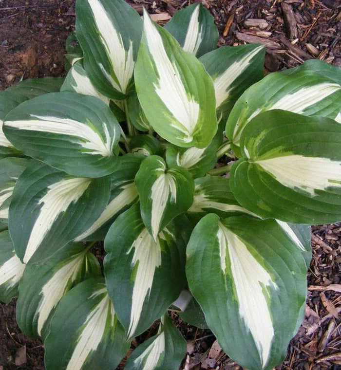 Hosta 'Night Before Christmas'