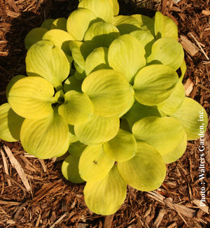 Hosta 'Sun Mouse'