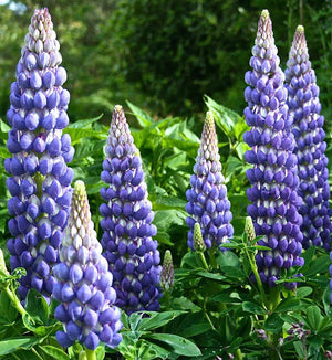 Lupinus Westcountry™ 'Persian Slipper'